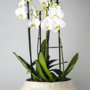 Small Moroccan White Wonky Orchid Bowl