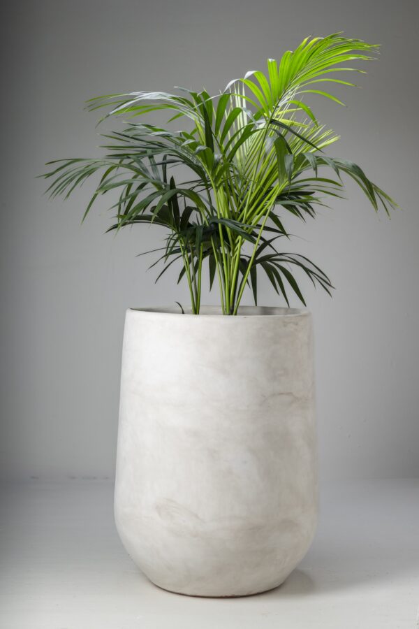 Moroccan White Olive Jar Planter