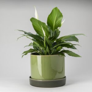 15cm Olive & Wintergreen Cylinder Planter with Saucer