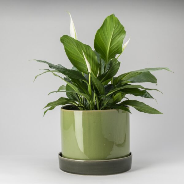 15cm Olive & Wintergreen Cylinder Planter with Saucer
