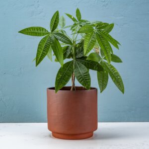 Drum planter lg terracotta