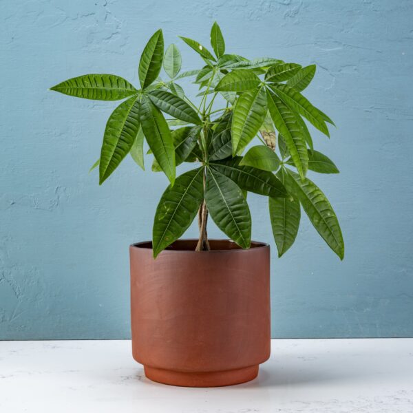 Drum planter lg terracotta
