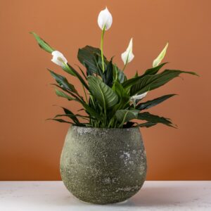 Enzo planter aged parsely