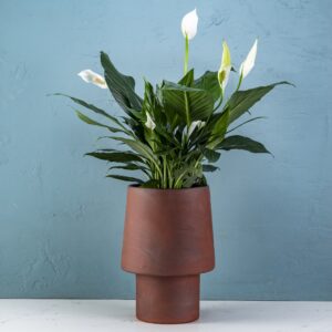 Enoki sml terracotta