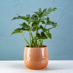 Pressed planter pumpkin